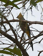 Long-tailed Silky-flycatcher