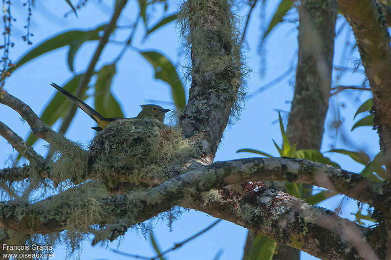 Long-tailed Silky-flycatcher female adult, Reproduction-nesting