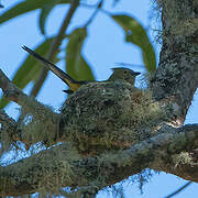 Long-tailed Silky-flycatcher