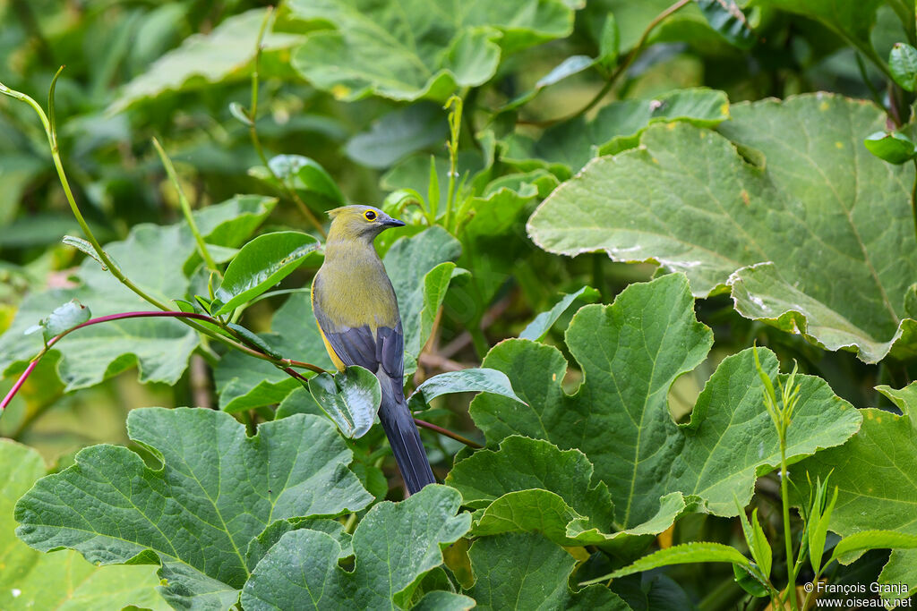 Ptilogon à longue queue