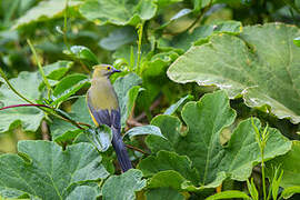 Long-tailed Silky-flycatcher