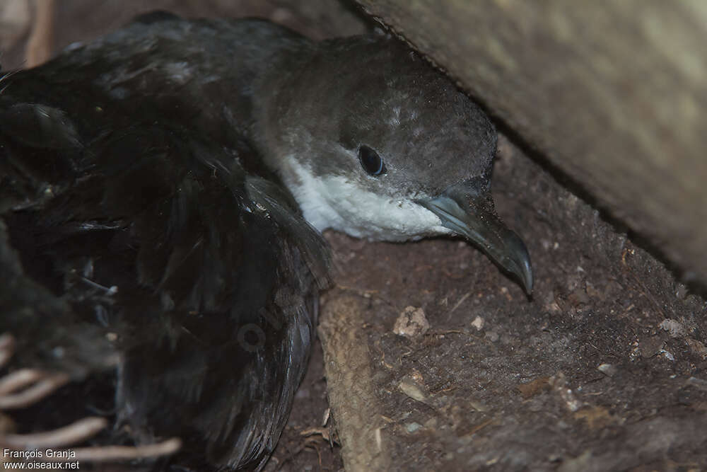 Tropical Shearwater, close-up portrait