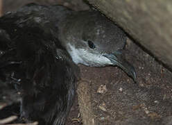 Tropical Shearwater