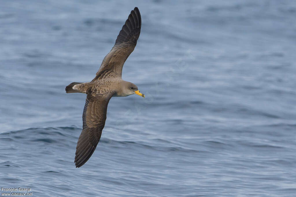 Scopoli's Shearwateradult, identification, Flight