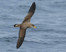 Scopoli's Shearwater