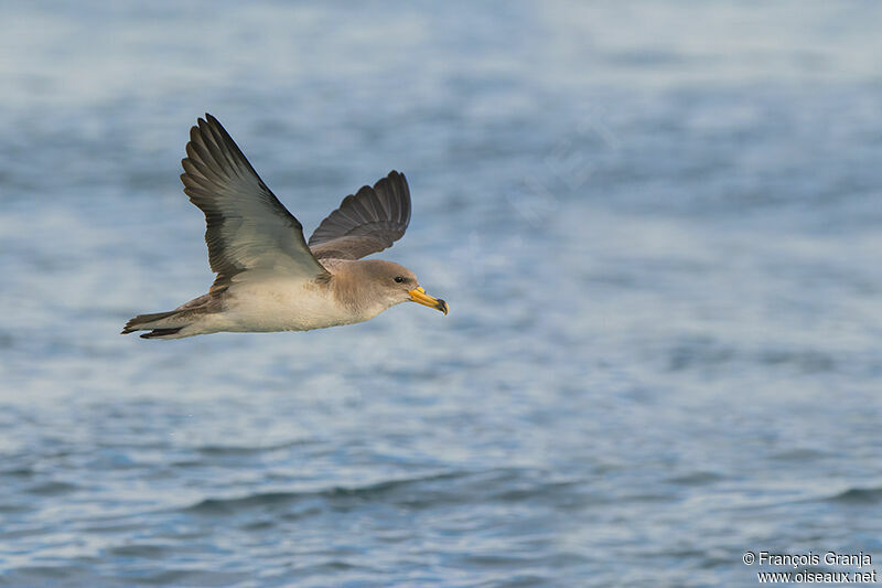 Puffin de Scopoli