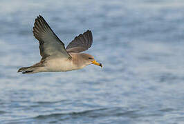 Scopoli's Shearwater