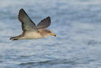 Puffin de Scopoli