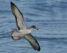 Scopoli's Shearwater