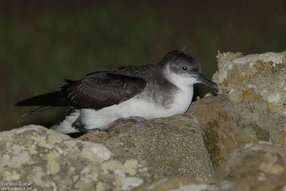 Manx Shearwateradult, Reproduction-nesting