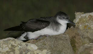 Manx Shearwater