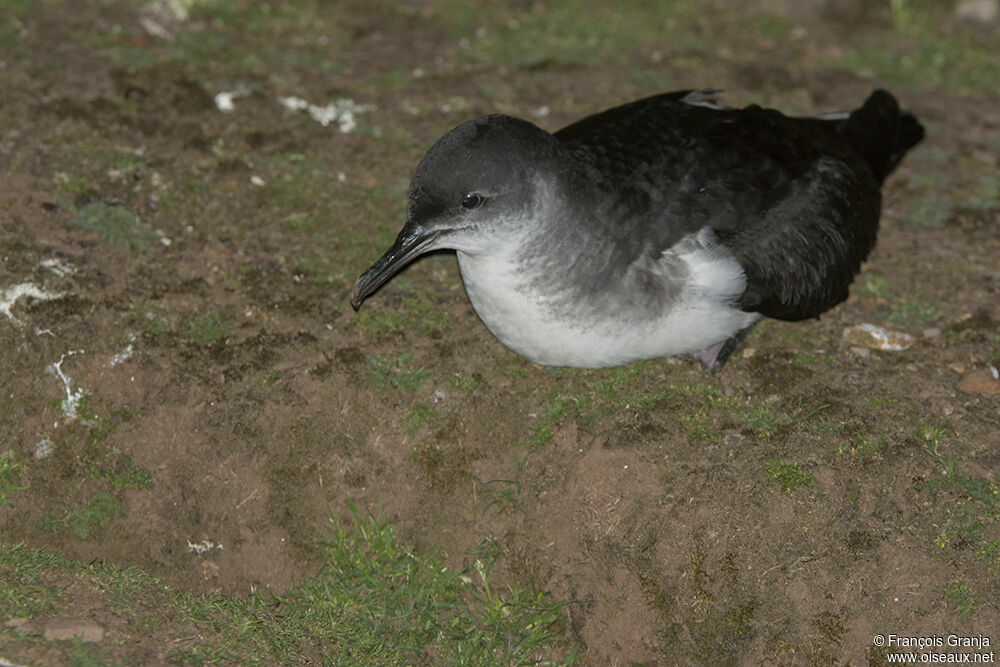 Manx Shearwateradult