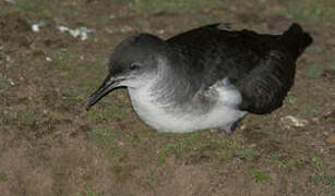 Manx Shearwater