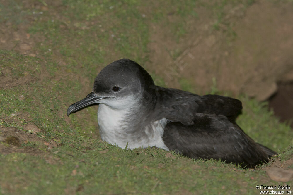 Manx Shearwateradult