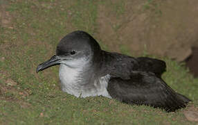 Puffin des Anglais