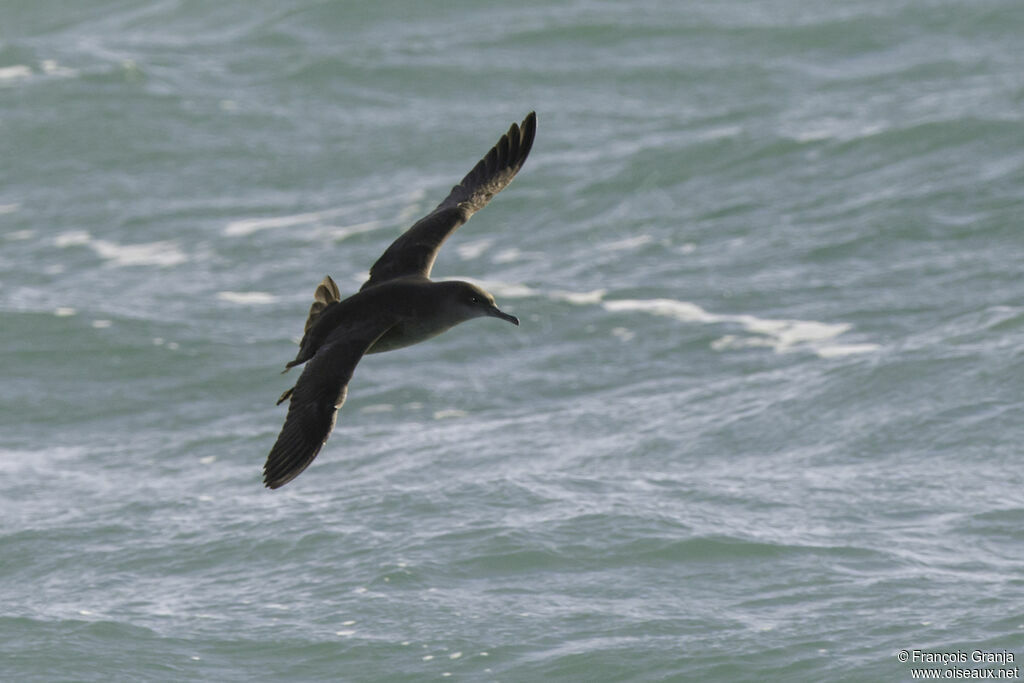 Balearic Shearwater