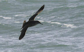 Balearic Shearwater