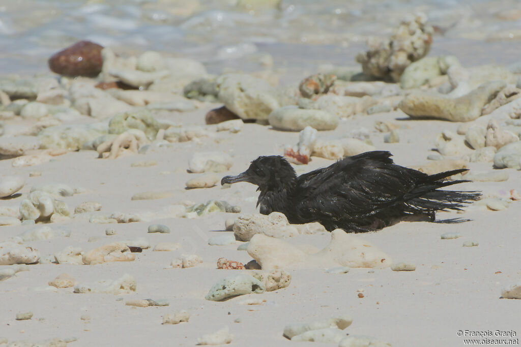 Wedge-tailed Shearwater