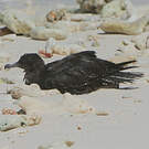 Puffin fouquet