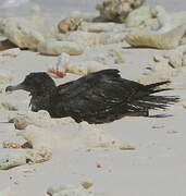 Wedge-tailed Shearwater