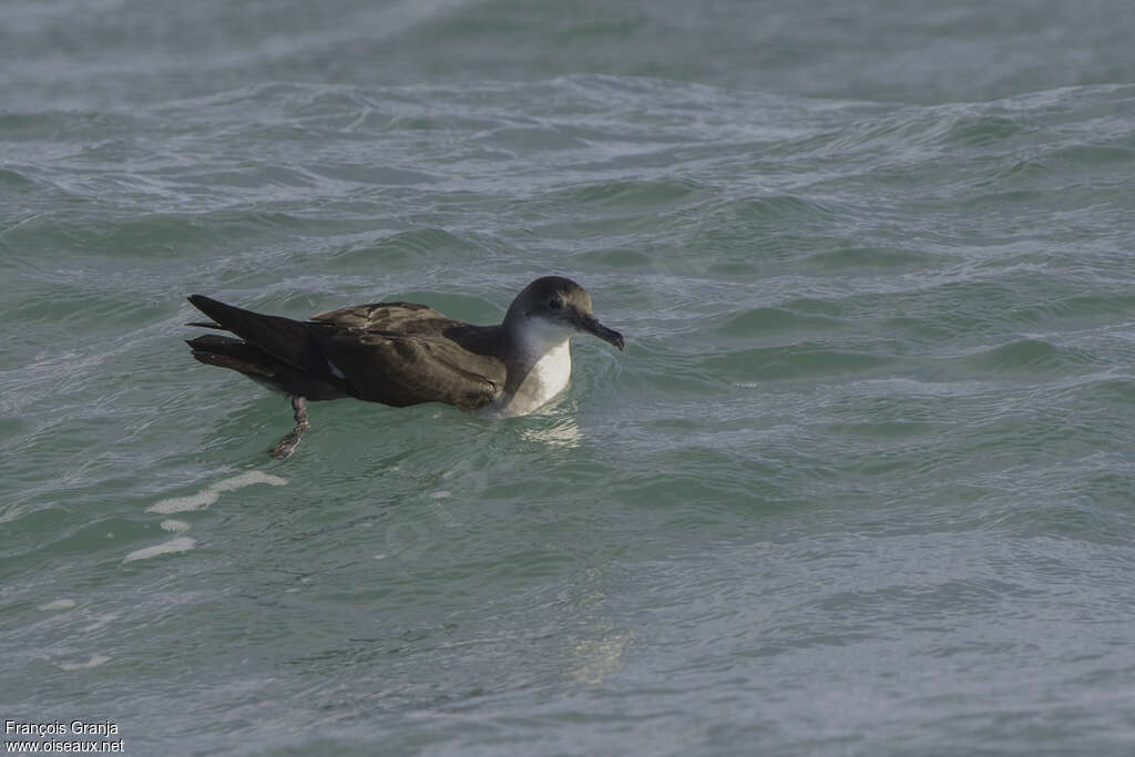 Yelkouan Shearwateradult, identification