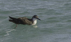 Yelkouan Shearwater