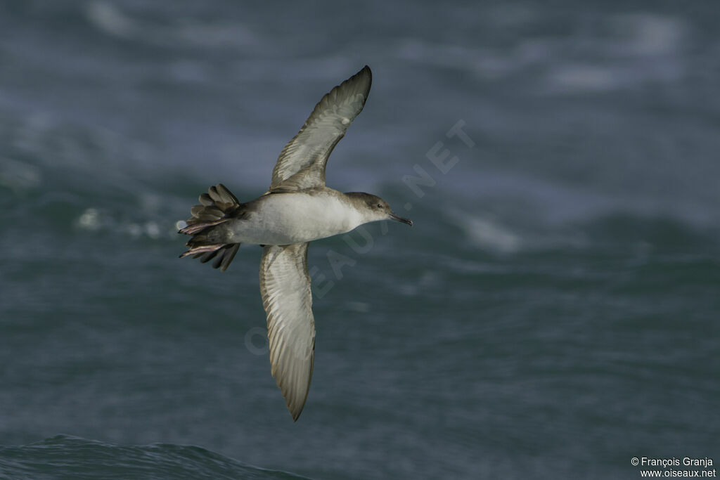 Yelkouan Shearwater