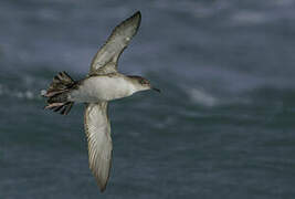 Yelkouan Shearwater