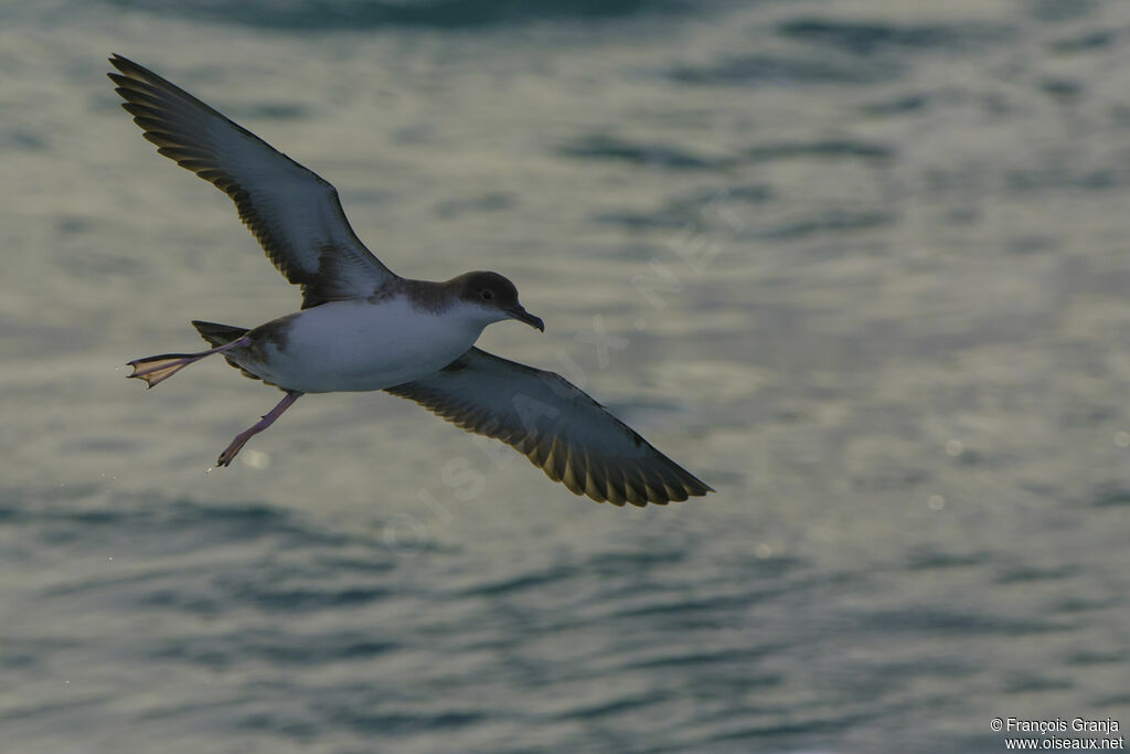 Yelkouan Shearwater