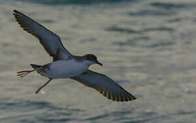 Yelkouan Shearwater