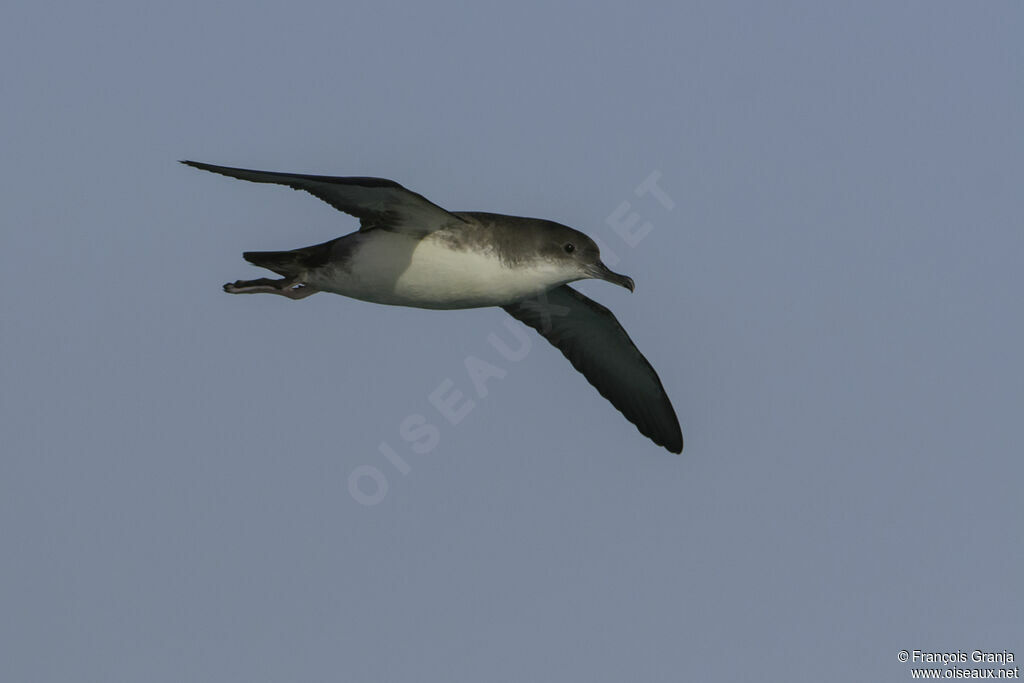 Yelkouan Shearwater