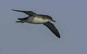 Yelkouan Shearwater