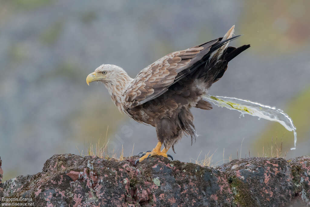 White-tailed Eagleadult, Behaviour