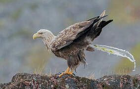 White-tailed Eagle