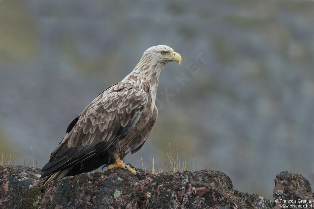 White-tailed Eagle