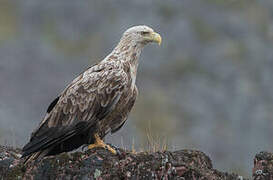 White-tailed Eagle