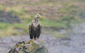 White-tailed Eagle