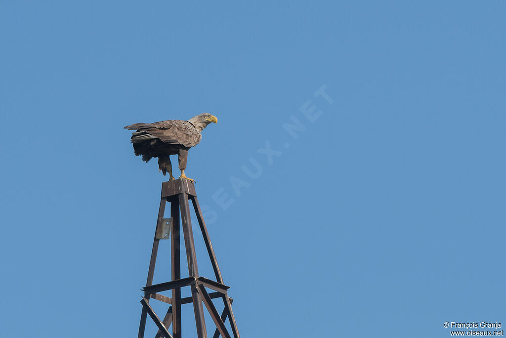 White-tailed Eagle