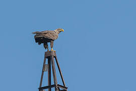 White-tailed Eagle