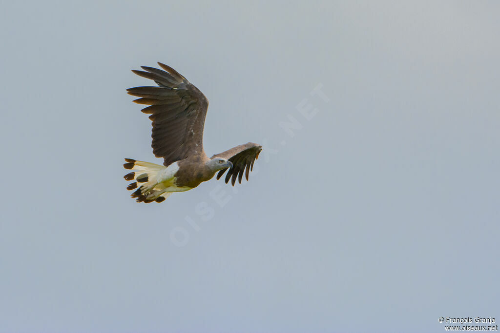 Grey-headed Fish Eagle