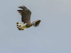 Grey-headed Fish Eagle