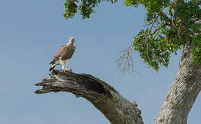 Grey-headed Fish Eagle