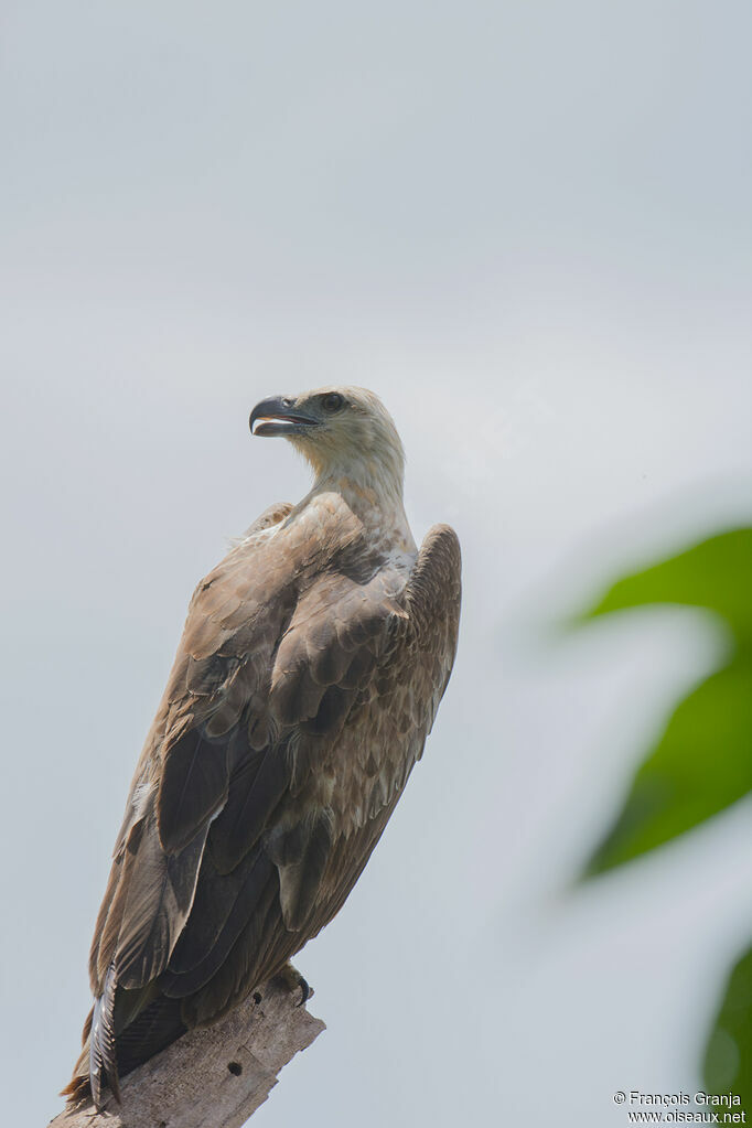 Grey-headed Fish Eagle