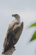 Grey-headed Fish Eagle