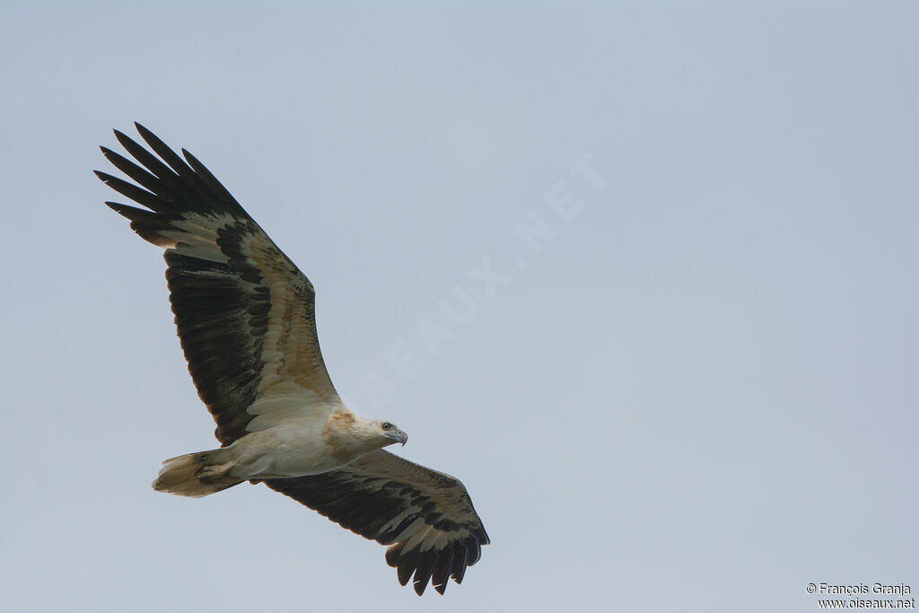 White-bellied Sea Eagle