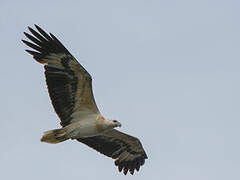 White-bellied Sea Eagle