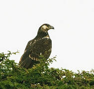 African Fish Eagle