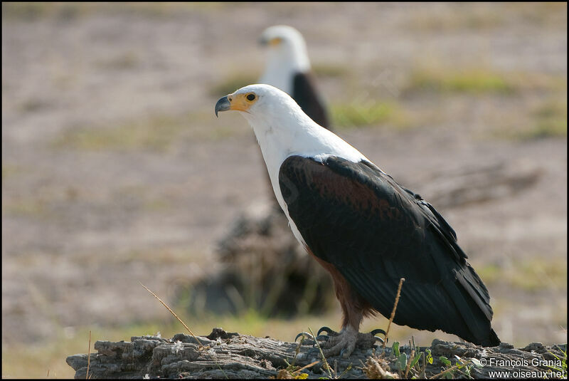 African Fish Eagle 