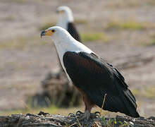 African Fish Eagle