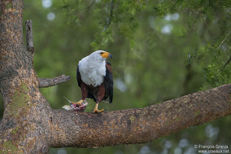 African Fish Eagle